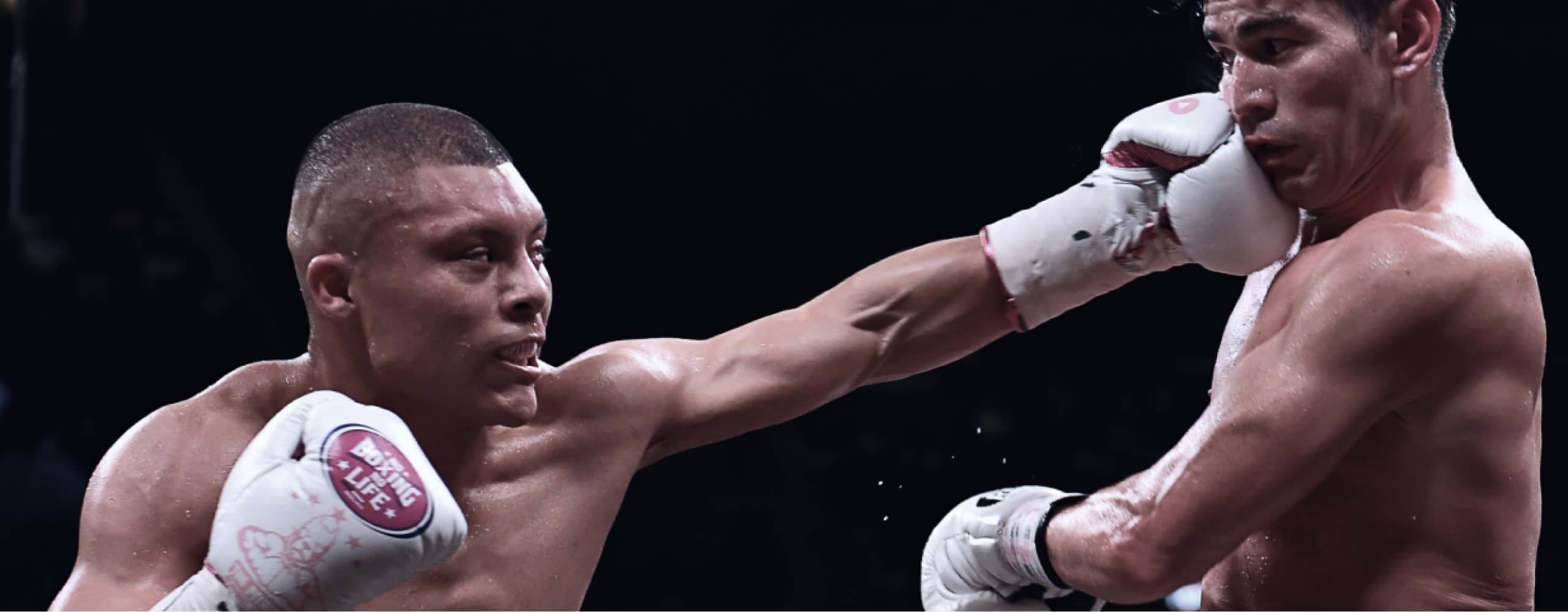 Pitbull Cruz peleando